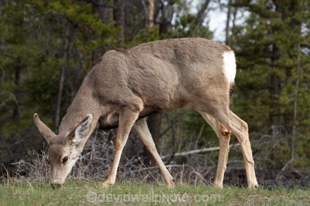 AB;Alberta;Albertas-Rockies;animal;animals;blacktail;Canada;Canadian;Canadian-Cordillera;Canadian-Rockies;Canadian-Rocky-Mountain-Parks;Canadian-Rocky-Mountain-Parks-World-Heritage-Site;deer;Jasper-N.P.;Jasper-National-Park;Jasper-NP;mammal;mammals;mule-deer;North-America;North-American-Cordillera;North-American-Rocky-Mountains-Range;Odocoileus-hemionus;Rocky-Mountains;Rocky-Mountains-Range;Western-Canada;Western-Cordillera;wildlife