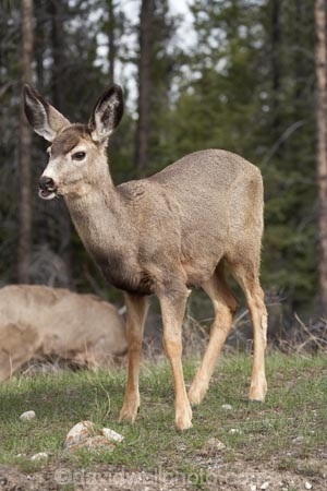 AB;Alberta;Albertas-Rockies;animal;animals;blacktail;Canada;Canadian;Canadian-Cordillera;Canadian-Rockies;Canadian-Rocky-Mountain-Parks;Canadian-Rocky-Mountain-Parks-World-Heritage-Site;deer;Jasper-N.P.;Jasper-National-Park;Jasper-NP;mammal;mammals;mule-deer;North-America;North-American-Cordillera;North-American-Rocky-Mountains-Range;Odocoileus-hemionus;Rocky-Mountains;Rocky-Mountains-Range;Western-Canada;Western-Cordillera;wildlife