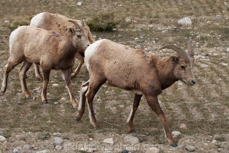AB;Alberta;Albertas-Rockies;animal;animals;Big-horn-Sheep;big-horned-sheep;Big_horn-Sheep;big_horned-sheep;Bighorn-Sheep;bighorned-sheep;Canada;Canadian;Canadian-Cordillera;Canadian-Rockies;Canadian-Rocky-Mountain-Parks;Canadian-Rocky-Mountain-Parks-World-Heritage-Site;Jasper-N.P.;Jasper-National-Park;Jasper-NP;mammal;mammals;North-America;North-American-Cordillera;North-American-Rocky-Mountains-Range;Ovis-canadensis;Rocky-Mountains;Rocky-Mountains-Range;sheep;UN-world-heritage-area;UN-world-heritage-site;UNESCO-World-Heritage-area;UNESCO-World-Heritage-Site;united-nations-world-heritage-area;united-nations-world-heritage-site;Western-Canada;Western-Cordillera;wildlife;world-heritage;world-heritage-area;world-heritage-areas;World-Heritage-Park;World-Heritage-site;World-Heritage-Sites