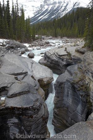 AB;Alberta;Albertas-Rockies;Banff-N.P.;Banff-National-Park;Banff-NP;Canada;Canadian;Canadian-Cordillera;Canadian-Rockies;Canadian-Rocky-Mountain-Parks;Canadian-Rocky-Mountain-Parks-World-Heritage-Site;canyon;canyons;cascade;cascades;creek;creeks;eroded;erosion;falls;gorge;gorges;Icefield-Parkway;Icefields-Parkway;Mistaya-Canyon;Mistaya-River;national-park;national-parks;natural;nature;North-America;North-American-Cordillera;North-American-Rocky-Mountains-Range;ravine;ravines;Rocky-Mountains;Rocky-Mountains-Range;scene;scenic;slot-canyon;slot-canyons;stream;streams;UN-world-heritage-area;UN-world-heritage-site;UNESCO-World-Heritage-area;UNESCO-World-Heritage-Site;united-nations-world-heritage-area;united-nations-world-heritage-site;water;water-fall;water-falls;waterfall;waterfalls;Western-Canada;Western-Cordillera;wet;world-heritage;world-heritage-area;world-heritage-areas;World-Heritage-Park;World-Heritage-site;World-Heritage-Sites