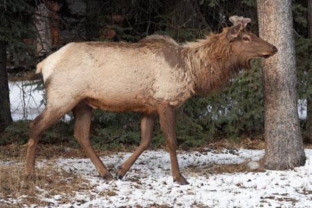 AB;Alberta;Albertas-Rockies;animal;animals;Banff;Banff-N.P.;Banff-National-Park;Banff-NP;Canada;Canadian;Canadian-Cordillera;Canadian-Rockies;Canadian-Rocky-Mountain-Parks;Canadian-Rocky-Mountain-Parks-World-Heritage-Site;Cervidae;Cervus-canadensis;deer;deers;elk;mammal;mammals;North-America;North-American-Cordillera;North-American-Rocky-Mountains-Range;Rocky-Mountains;Rocky-Mountains-Range;UN-world-heritage-area;UN-world-heritage-site;UNESCO-World-Heritage-area;UNESCO-World-Heritage-Site;united-nations-world-heritage-area;united-nations-world-heritage-site;wapiti;Western-Canada;Western-Cordillera;wildlife;world-heritage;world-heritage-area;world-heritage-areas;World-Heritage-Park;World-Heritage-site;World-Heritage-Sites
