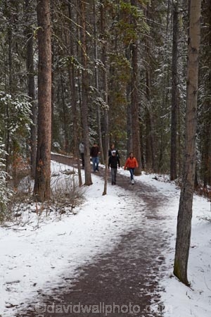 AB;Alberta;Albertas-Rockies;Banff-N.P.;Banff-National-Park;Banff-NP;Canada;Canadian;Canadian-Cordillera;Canadian-Rockies;Canadian-Rocky-Mountain-Parks;Canadian-Rocky-Mountain-Parks-World-Heritage-Site;cold;conifer;conifers;forest;forests;freeze;freezing;hike;hiker;hikers;hiking;hiking-track;hiking-tracks;Johnston-Canyon;North-America;North-American-Cordillera;North-American-Rocky-Mountains-Range;people;person;Rocky-Mountains;Rocky-Mountains-Range;season;seasonal;seasons;snow;snowy;tramp;tramper;trampers;tramping;tree;trees;trek;treker;trekers;treking;trekker;trekkers;trekking;UN-world-heritage-area;UN-world-heritage-site;UNESCO-World-Heritage-area;UNESCO-World-Heritage-Site;united-nations-world-heritage-area;united-nations-world-heritage-site;walk;walker;walkers;walking;walking-track;walking-tracks;Western-Canada;Western-Cordillera;white;winter;wintery;world-heritage;world-heritage-area;world-heritage-areas;World-Heritage-Park;World-Heritage-site;World-Heritage-Sites