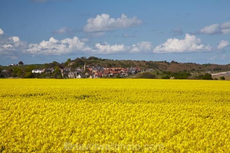 agricultural;agriculture;Bilton;Britain;British-Isles;country;countryside;crop;crops;England;English;Europe;farm;farming;farmland;farms;field;fields;G.B.;GB;Great-Britain;High-Buston;horticulture;meadow;meadows;N.E.-England;NE-England;North-East-England;Northumberland;paddock;paddocks;pasture;pastures;plant;plants;rape-field;rape-fields;rapeseed;rapeseed-field;rapeseed-fields;rapeseeds;rural;U.K.;UK;United-Kingdom;Warkworth;yellow;yellow-field;yellow-fields