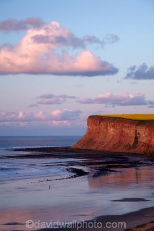 beach;beaches;bluff;bluffs;Britain;British-Isles;cliff;cliffs;coast;coastal;coastline;crop;crops;England;English;Europe;G.B.;GB;Great-Britain;N.E.-England;NE-England;North-East-England;North-Yorkshire;ocean;oceans;rape-field;rape-fields;rapeseed;rapeseed-field;rapeseed-fields;rapeseeds;Saltburn;Saltburn-by-the-Sea;Saltburn_by_the_Sea;sand;sandy;sea;seas;shore;shoreline;steep;U.K.;UK;United-Kingdom;yellow;yellow-field;yellow-fields;Yorkshire