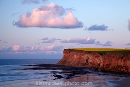 beach;beaches;bluff;bluffs;Britain;British-Isles;cliff;cliffs;coast;coastal;coastline;crop;crops;England;English;Europe;G.B.;GB;Great-Britain;N.E.-England;NE-England;North-East-England;North-Yorkshire;ocean;oceans;rape-field;rape-fields;rapeseed;rapeseed-field;rapeseed-fields;rapeseeds;Saltburn;Saltburn-by-the-Sea;Saltburn_by_the_Sea;sand;sandy;sea;seas;shore;shoreline;steep;U.K.;UK;United-Kingdom;yellow;yellow-field;yellow-fields;Yorkshire