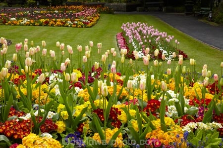 bloom;blooming;blooms;Britain;British-Isles;England;Europe;floral;flower;flower-garden;flower-gardens;flowerbed;flowerbeds;flowers;fresh;Friar-Gardens;Friary-Gardens;Friary-Memorial-Gardens;G.B.;garden;gardens;GB;Great-Britain;Greyfriars-Gardens;grow;growth;North-Yorkshire;Northern-England;park;parks;renew;Richmond;Richmond-Gardens;season;seasonal;seasons;spring;springtime;tulip;tulips;U.K.;UK;United-Kingdom;Yorkshire;Yorkshire-Dales