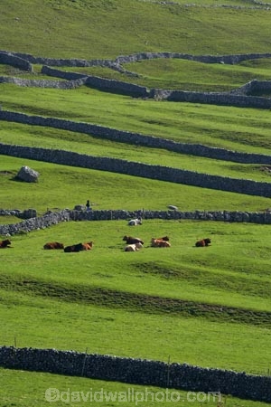 agricultural;agriculture;Britain;British-Isles;cattle;country;countryside;cow;cows;dry-stone-wall;dry-stone-walls;dry_stone-wall;dry_stone-walls;drystone-wall;drystone-walls;England;English-countryside;Europe;farm;farming;farmland;farms;fence;fence-line;fence-lines;fence_line;fence_lines;fenceline;fencelines;fences;field;fields;G.B.;GB;grass;Great-Britain;green;heritage;historic;livestock;Malham;meadow;meadows;North-Yorkshire;Northern-England;paddock;paddocks;pasture;pastures;rock-wall;rock-walls;rural;sheep;stock;stock-livestock;stone-fence;stone-fences;stone-wall;stone-walling;stone-wallings;stone-walls;tradition;traditional;U.K.;UK;United-Kingdom;Yorkshire;Yorkshire-countryside;Yorkshire-Dales;Yorkshire-Dales-National-Park;Yorkshire-Farm;Yorkshire-Farmland;Yorkshire-Farmlands;Yorkshire-Farms