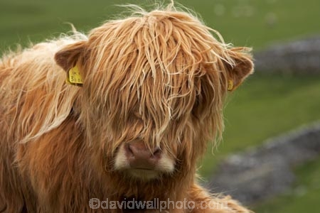 agricultural;agriculture;animal;animals;Britain;British-Isles;calves;cattle;country;countryside;cow;cows;England;English-countryside;Europe;eyes;face;farm;farming;farmland;farms;field;fields;fur;G.B.;GB;Great-Britain;hair;hairy;head;Herbivore;Herbivores;Herbivorous;highland-cattle;highland-cow;highland-cows;horticulture;Livestock;long-hair;long-haired;long_haired;longhaired;Malham;mammal;mammals;meadow;meadows;North-Yorkshire;Northern-England;nose;paddock;paddocks;pasture;pastures;rural;scottish-cattle;scottish-cow;scottish-cows;stock;U.K.;UK;United-Kingdom;Yorkshire;Yorkshire-countryside;Yorkshire-Dales;Yorkshire-Farm;Yorkshire-Farmland;Yorkshire-Farmlands;Yorkshire-Farms