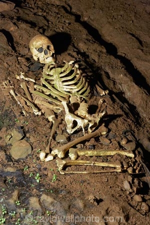 bone;bones;Britain;cave;cavern;caverns;cavers;caves;caving;Cheddar;Cheddar-Cave;Cheddar-Caves;Cheddar-Man;Cheddar-show-cave;Cheddar-show-caves;England;explore;explorers;exploring;G.B.;GB;Goughs-Cave;Goughs-Cave;Great-Britain;grotto;grottos;human-skeleton;human-skeletons;remains;Sedgemoor;show-cave;show-caves;skeleton;skeletons;Somerset;U.K.;UK;United-Kingdom