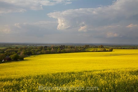 agricultural;agriculture;Britain;British-Isles;country;countryside;crop;crops;Cuckmere-Valley;East-Sussex;England;Europe;farm;farming;farmland;farms;field;fields;G.B.;GB;Great-Britain;horticulture;image;images;Lulington;meadow;meadows;Milton-Street;paddock;paddocks;pasture;pastures;photo;photos;plant;plants;rape-field;rape-fields;rapeseed;rapeseed-field;rapeseed-fields;rapeseeds;rural;South-East-England;Sussex;U.K.;UK;United-Kingdom;Wilmington;yellow;yellow-field;yellow-fields