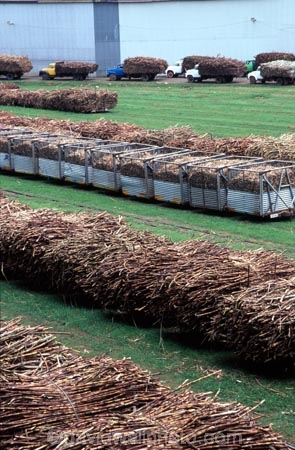 train;trains;rail;railway;rails;sugar;cane;sugar-cane;industry;industrial;transport;transportation;cartage;haul;haulage;freight;wagon;wagons;factory;factories