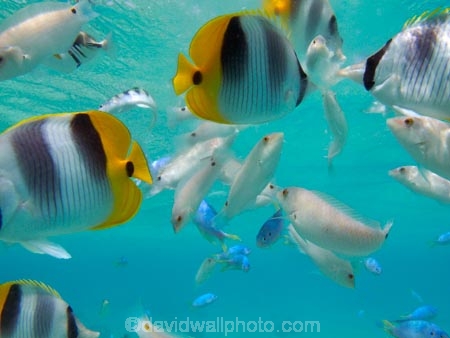 aqua;aquamarine;blue;butterflyfish;Chaetodon-ulietensis;Chaetodontidae;clean-water;clear-water;coast;coastal;coasts;cobalt-blue;cobalt-ultramarine;cobaltultramarine;coral-reef;coral-reefs;diving;Double-Saddle-Butterfly-fish;Double-Saddle-Butterflyfish;Doublesaddle-Butterfly-fish;Doublesaddle-Butterflyfish;False-Falcula-Butterfly-fish;False-Falcula-Butterflyfish;False-Furcula-Butterflyfish;Fij;Fiji;Fiji-Islands;fish;fishes;Halichoeres-trimaculatus;island;islands;Malolo-Lailai-Is;Malolo-Lailai-Island;Malololailai-Is;Malololailai-Island;Mamanuca-Group;Mamanuca-Is;Mamanuca-Island-Group;Mamanuca-Islands;Mamanucas;marine;marine-life;marinelife;ocean;oceanlife;Pacific;Pacific-Double_saddle-Butterflyfish;Pacific-Island;Pacific-Islands;Plantation-Is;Plantation-Is-Resort;Plantation-Island;Plantation-Island-Resort;reef;reefs;Saddled-Butterfly-fish;Saddled-Butterflyfish;sea;sealife;snorkelling;South-Pacific;teal-blue;Three-spot-wrasse;Threespot-wrasse;tropical-fish;tropical-island;tropical-islands;tropical-reef;tropical-reefs;turquoise;under-water;under_water;undersea;underwater;underwater-photo;underwater-photography;underwater-photos;water