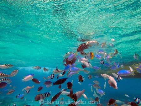 aqua;aquamarine;blue;clean-water;clear-water;coast;coastal;coasts;cobalt-blue;cobalt-ultramarine;cobaltultramarine;coral-reef;coral-reefs;diving;Fij;Fiji;Fiji-Islands;fish;fishes;Halichoeres-trimaculatus;island;islands;Malolo-Lailai-Is;Malolo-Lailai-Island;Malololailai-Is;Malololailai-Island;Mamanuca-Group;Mamanuca-Is;Mamanuca-Island-Group;Mamanuca-Islands;Mamanucas;marine;marine-environment;marine-life;marinelife;ocean;oceanlife;Pacific;Pacific-Island;Pacific-Islands;Plantation-Is;Plantation-Is-Resort;Plantation-Island;Plantation-Island-Resort;reef;reefs;sea;sealife;snorkelling;South-Pacific;teal-blue;Three-spot-wrasse;Threespot-wrasse;tropical-fish;tropical-island;tropical-islands;tropical-reef;tropical-reefs;turquoise;under-water;under_water;undersea;underwater;underwater-photo;underwater-photography;underwater-photos;water