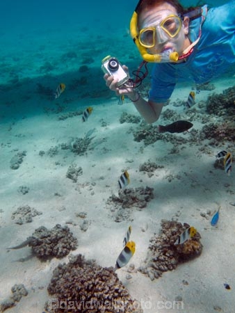 butterflyfish;Chaetodon-ulietensis;Chaetodontidae;child;children;coast;coastal;coasts;coral;coral-reef;coral-reefs;corals;dive;diver;divers;diving;Double-Saddle-Butterfly-fish;Double-Saddle-Butterflyfish;Doublesaddle-Butterfly-fish;Doublesaddle-Butterflyfish;False-Falcula-Butterfly-fish;False-Falcula-Butterflyfish;False-Furcula-Butterflyfish;Fij;Fiji;Fiji-Islands;fish;fishes;girl;girls;island;islands;kid;kids;Malolo-Lailai-Is;Malolo-Lailai-Island;Malololailai-Is;Malololailai-Island;Mamanuca-Group;Mamanuca-Is;Mamanuca-Island-Group;Mamanuca-Islands;Mamanucas;marine;marine-environment;marine-life;marinelife;ocean;oceanlife;Pacific;Pacific-Double_saddle-Butterflyfish;Pacific-Island;Pacific-Islands;people;person;Plantation-Is;Plantation-Is-Resort;Plantation-Island;Plantation-Island-Resort;reef;reefs;Saddled-Butterfly-fish;Saddled-Butterflyfish;sea;sealife;snorkeller;snorkellers;snorkelling;South-Pacific;tourism;tourist;tourists;tropical-fish;tropical-island;tropical-islands;tropical-reef;tropical-reefs;under-water;under_water;undersea;underwater;underwater-photo;underwater-photography;underwater-photos;water;young-girl;young-snorkeller