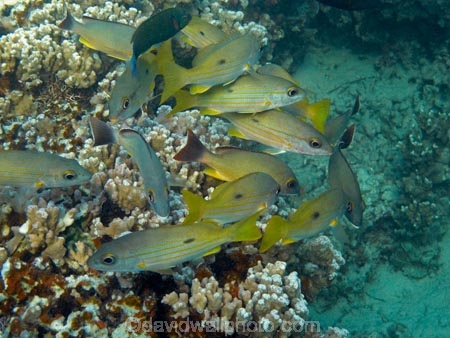 Black_spot-sea-perch;Black_spot-seaperch;Blackspot-snapper;coast;coastal;coasts;coral;coral-reef;coral-reefs;corals;diving;Dory-snapper;Fij;Fiji;Fiji-Islands;fish;island;islands;Kake;lutjanus-fulviflamma;Malolo-Lailai-Is;Malolo-Lailai-Island;Malololailai-Is;Malololailai-Island;Mamanuca-Group;Mamanuca-Is;Mamanuca-Island-Group;Mamanuca-Islands;Mamanucas;marine;marine-environment;marine-life;marinelife;ocean;oceanlife;Pacific;Pacific-Island;Pacific-Islands;Plantation-Is;Plantation-Is-Resort;Plantation-Island;Plantation-Island-Resort;reef;reefs;sea;sealife;snorkelling;South-Pacific;tropical-fish;tropical-island;tropical-islands;tropical-reef;tropical-reefs;under-water;under_water;undersea;underwater;underwater-photo;underwater-photography;underwater-photos;water