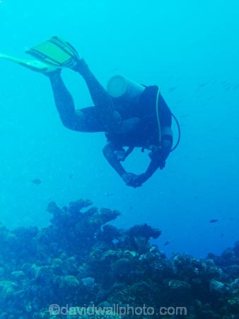 coral;corals;diver;divers;diving;Fij;Fiji-Islands;island;islands;Mamanuca-Is;Mamanuca-Islands;Mamanucas;Mana-Is;Mana-Island;marine;marine-life;marinelife;Mulloidichthys-vanicolensis;North-Reef;oceanlife;Pacific;people;person;scuba;scuba-diver;scuba-divers;scuba-diving;sealife;South-Pacific;tourism;tourist;tourists;under-water;under_water;undersea;underwater;underwater-photo;underwater-photography;underwater-photos