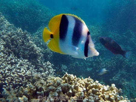butterflyfish;Chaetodon-ulietensis;Chaetodontidae;coast;coastal;coasts;coral-reef;coral-reefs;corals;diving;Double-Saddle-Butterfly-fish;Double-Saddle-Butterflyfish;Doublesaddle-Butterfly-fish;Doublesaddle-Butterflyfish;False-Falcula-Butterfly-fish;False-Falcula-Butterflyfish;False-Furcula-Butterflyfish;Fij;Fiji;Fiji-Islands;fish;fishes;island;islands;Malolo-Lailai-Is;Malolo-Lailai-Island;Malololailai-Is;Malololailai-Island;Mamanuca-Group;Mamanuca-Is;Mamanuca-Island-Group;Mamanuca-Islands;Mamanucas;marine;marine-life;marinelife;ocean;oceanlife;Pacific;Pacific-Double_saddle-Butterflyfish;Pacific-Island;Pacific-Islands;Plantation-Is;Plantation-Is-Resort;Plantation-Island;Plantation-Island-Resort;reef;reefs;Saddled-Butterfly-fish;Saddled-Butterflyfish;sea;sealife;snorkelling;South-Pacific;tropical-fish;tropical-island;tropical-islands;tropical-reef;tropical-reefs;under-water;under_water;undersea;underwater;underwater-photo;underwater-photography;underwater-photos;water