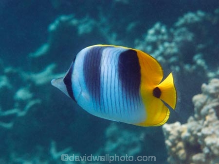butterflyfish;Chaetodon-ulietensis;Chaetodontidae;coast;coastal;coasts;coral-reef;coral-reefs;corals;diving;Double-Saddle-Butterfly-fish;Double-Saddle-Butterflyfish;Doublesaddle-Butterfly-fish;Doublesaddle-Butterflyfish;False-Falcula-Butterfly-fish;False-Falcula-Butterflyfish;False-Furcula-Butterflyfish;Fij;Fiji;Fiji-Islands;fish;fishes;island;islands;Malolo-Lailai-Is;Malolo-Lailai-Island;Malololailai-Is;Malololailai-Island;Mamanuca-Group;Mamanuca-Is;Mamanuca-Island-Group;Mamanuca-Islands;Mamanucas;marine;marine-life;marinelife;ocean;oceanlife;Pacific;Pacific-Double_saddle-Butterflyfish;Pacific-Island;Pacific-Islands;Plantation-Is;Plantation-Is-Resort;Plantation-Island;Plantation-Island-Resort;reef;reefs;Saddled-Butterfly-fish;Saddled-Butterflyfish;sea;sealife;snorkelling;South-Pacific;tropical-fish;tropical-island;tropical-islands;tropical-reef;tropical-reefs;under-water;under_water;undersea;underwater;underwater-photo;underwater-photography;underwater-photos;water