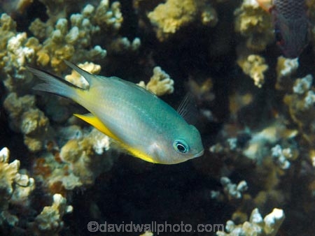 Amblyglyphidodon-leucogaster;coast;coastal;coasts;coral;coral-reef;coral-reefs;corals;diving;Fij;Fiji;Fiji-Islands;fish;fishes;island;islands;Malolo-Lailai-Is;Malolo-Lailai-Island;Malololailai-Is;Malololailai-Island;Mamanuca-Group;Mamanuca-Is;Mamanuca-Island-Group;Mamanuca-Islands;Mamanucas;marine;marine-environment;marine-life;marinelife;ocean;oceanlife;Pacific;Pacific-Island;Pacific-Islands;Plantation-Is;Plantation-Is-Resort;Plantation-Island;Plantation-Island-Resort;reef;reefs;sea;sealife;snorkelling;South-Pacific;tropical-fish;tropical-island;tropical-islands;tropical-reef;tropical-reefs;under-water;under_water;undersea;underwater;underwater-photo;underwater-photography;underwater-photos;water;White_Belly-Damselfish;Whitebelly-Damselfish;Yellow_belly-Damselfish;Yellowbelly-Damselfish
