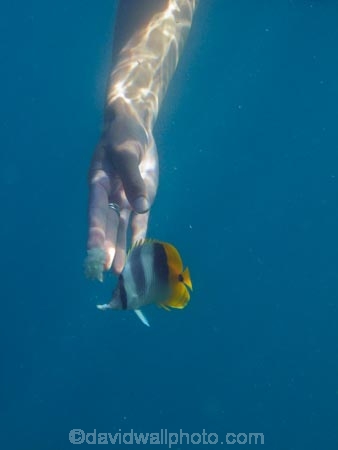 butterflyfish;Chaetodon-ulietensis;Chaetodontidae;coast;coastal;coasts;coral-reef;coral-reefs;dive;diver;divers;diving;Double-Saddle-Butterfly-fish;Double-Saddle-Butterflyfish;Doublesaddle-Butterfly-fish;Doublesaddle-Butterflyfish;False-Falcula-Butterfly-fish;False-Falcula-Butterflyfish;False-Furcula-Butterflyfish;feeding;Fij;Fiji;Fiji-Islands;fish;fishes;hand;hand-feeding;hand_feeding;island;islands;Malolo-Lailai-Is;Malolo-Lailai-Island;Malololailai-Is;Malololailai-Island;Mamanuca-Group;Mamanuca-Is;Mamanuca-Island-Group;Mamanuca-Islands;Mamanucas;marine;marine-life;marinelife;ocean;oceanlife;Pacific;Pacific-Double_saddle-Butterflyfish;Pacific-Island;Pacific-Islands;people;person;Plantation-Is;Plantation-Is-Resort;Plantation-Island;Plantation-Island-Resort;reef;reefs;Saddled-Butterfly-fish;Saddled-Butterflyfish;sea;sealife;snorkeller;snorkellers;snorkelling;South-Pacific;tourism;tourist;tourists;tropical-fish;tropical-island;tropical-islands;tropical-reef;tropical-reefs;under-water;under_water;undersea;underwater;underwater-photo;underwater-photography;underwater-photos;water