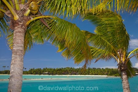 aqua;aquamarine;blue;clean-water;clear-water;coast;cobalt-blue;cobalt-ultramarine;cobaltultramarine;Fij;Fiji;Fiji-Islands;holiday;holiday-accommodation;holiday-resort;holiday-resorts;holidays;island;islands;lagoon;lagoons;Malolo-Lailai-Is;Malolo-Lailai-Island;Mamanuca-Group;Mamanuca-Is;Mamanuca-Island-Group;Mamanuca-Islands;Mamanucas;Musket-Cove-Island-Resort;Musket-Cove-Resort;Pacific;Pacific-Island;Pacific-Islands;palm;palm-frond;palm-fronds;palm-tree;palm-trees;palms;Ratu-Nemani-Island;resort;resort-hotel;resort-hotels;resorts;South-Pacific;teal-blue;tropical-island;tropical-islands;turquoise;vacation;vacations