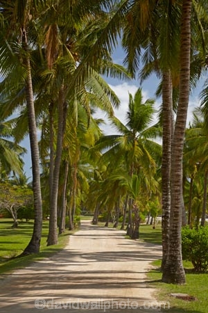 avenue;avenues;driveway;Fij;Fiji;Fiji-Islands;holiday;holiday-accommodation;holiday-resort;holiday-resorts;holidays;island;islands;Malolo-Lailai-Is;Malolo-Lailai-Island;Mamanuca-Group;Mamanuca-Is;Mamanuca-Island-Group;Mamanuca-Islands;Mamanucas;Musket-Cove-Island-Resort;Musket-Cove-Resort;Pacific;Pacific-Island;Pacific-Islands;palm;palm-tree;palm-trees;palms;resort;resort-hotel;resort-hotels;resorts;South-Pacific;tropical-island;tropical-islands;vacation;vacations