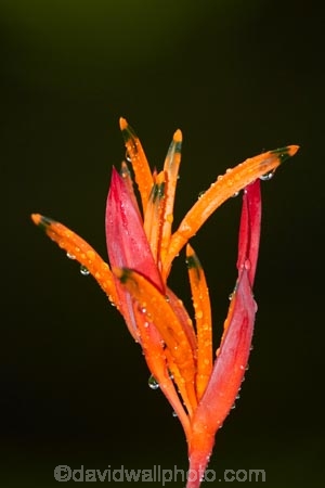 False-Bird_Of_Paradise;Fij;Fiji-Islands;flower;flowers;Heliconia-psittacorum;Heliconia-Psittacorum-Andromeda;Heliconia-Psittacorum_Andromeda;Heliconias;island;islands;Nadi;orange;Pacific;Parakeet-Flower;Parrots-Beak;Parrots-Flower;Parrots-Plantain;Psittacorum_Andromeda;red;South-Pacific;tropical-flower;tropical-flowers;Viti-levu