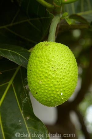 Artocarpus-heterophyllus;Coral-Coast;Fij;Fiji-Islands;island;islands;jack_fruit;jackfruit;jackfruits;Namaqumaqua;Namaqumaqua-village;Pacific;South-Pacific;tropical-fruit;tropical-fruit-tree;tropical-fruit-trees;tropical-fruits;Viti-Levu;Viti-Levu-Is;Viti-Levu-Island