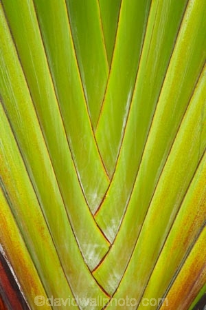Coral-Coast;Fij;Fiji;Fiji-Islands;frond;fronds;green;Pacific;palm;palm-frond;palm-fronds;palm-tree;palm-trees;palms;pattern;patterns;South-Pacific;Viti-Levu