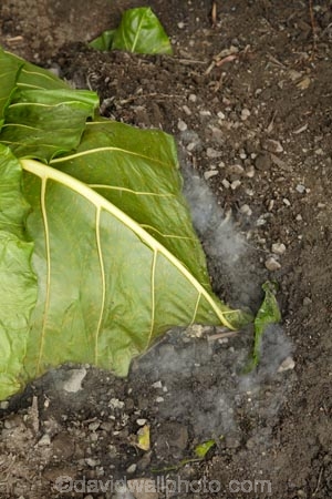 cooking;Coral-Coast;Crusoes-Resort;Crusoes-Retreat;Crusoes-Resort;Crusoes-Retreat;cuisine;Fij;Fiji-Islands;food;island;islands;Lovo;Pacific;South-Pacific;steam;traditional-Fijian-underground-oven;underground-oven;Viti-Levu;Viti-Levu-Is;Viti-Levu-Island