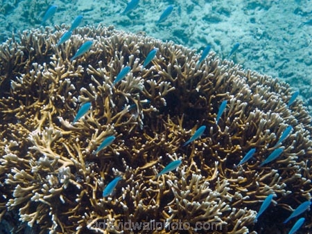 Blue_green-Chromis;Coral-Coast;coral-reef;coral-reefs;Crusoes-Resort;Crusoes-Retreat;Crusoes-Resort;Crusoes-Retreat;Damselfishe;Damselfishes;diving;Fij;Fiji-Islands;fish;Green-Chromis;island;islands;marine;marine-environment;marine-life;marinelife;oceanlife;Pacific;reef;reefs;scuba-diving;sealife;South-Pacific;tropical-fish;tropical-fishes;tropical-reef;tropical-reefs;under-water;under_water;undersea;underwater;underwater-photo;underwater-photography;underwater-photos;Viti-Levu;Viti-Levu-Is;Viti-Levu-Island