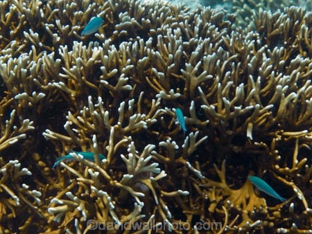 Blue_green-Chromis;Coral-Coast;coral-reef;coral-reefs;Crusoes-Resort;Crusoes-Retreat;Crusoes-Resort;Crusoes-Retreat;Damselfishe;Damselfishes;diving;Fij;Fiji-Islands;fish;Green-Chromis;island;islands;marine;marine-environment;marine-life;marinelife;oceanlife;Pacific;reef;reefs;scuba-diving;sealife;South-Pacific;tropical-fish;tropical-fishes;tropical-reef;tropical-reefs;under-water;under_water;undersea;underwater;underwater-photo;underwater-photography;underwater-photos;Viti-Levu;Viti-Levu-Is;Viti-Levu-Island