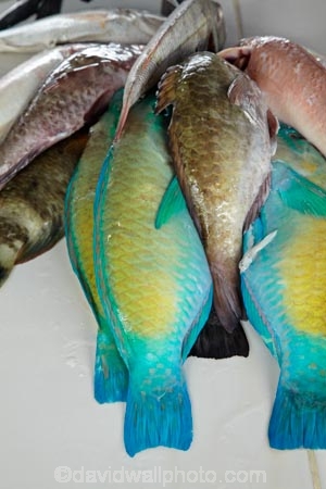 colorful;colourful;commerce;commercial;Fij;Fiji-Islands;fish;fish-market;fish-markets;fishes;market;market-place;market_place;marketplace;markets;Pacific;parrotfish;product;products;retail;retailer;retailers;seafood-markets;seafoodmarkets;shop;shopping;shops;South-Pacific;stall;stalls;steet-scene;street-scenes;Suva;Viti-Levu;Viti-Levu-Island