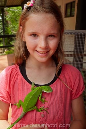 Brachylophus-fasciatus;child;children;Coral-Coast;Fij;Fiji-banded-iguana;Fiji-banded-iguanas;Fiji-iguana;Fiji-iguanas;Fiji-Islands;girl;girls;green-lizard;iguana;iguanas;Iguanidae;kid;kids;Korotogo;Kula-Eco-Park;Kula-Ecopark;lizard;lizards;Pacific;reptile;reptiles;saumuri;Sigatoka;South-Pacific;tourist-attraction;tourist-attractions;Viti-Levu;Viti-Levu-Island;vokai