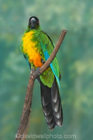 Animal;animals;Avian;Bird;bird-watching;bird_watching;birds;Coral-Coast;eco-tourism;eco_tourism;ecotourism;Fauna;Feather;Fij;Fiji-Islands;kaka;Korotogo;Kula-Eco-Park;Kula-Ecopark;Natural;Nature;Ornithology;Pacific;parrot;parrots;Sigatoka;South-Pacific;Sulphur_breasted-Musk-Parrot-Prosopeia-personata;tourist-attraction;tourist-attractions;Viti-Levu;Viti-Levu-Island;Wildlife