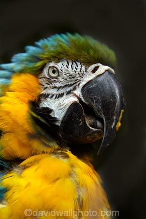 Animal;animals;Ara-ararauna;Avian;Bird;bird-watching;bird_watching;birds;Blue-and-Gold-Macaw;Blue-and-Yellow-Macaw;Blue_and_Gold-Macaw;Blue_and_Yellow-Macaw;Coral-Coast;eco-tourism;eco_tourism;ecotourism;Fauna;Feather;Fij;Fiji-Islands;Korotogo;Kula-Eco-Park;Kula-Ecopark;macaws;Natural;Nature;Neotropical-parrots;Ornithology;Pacific;parrot;parrots;Sigatoka;South-Pacific;tourist-attraction;tourist-attractions;tropical-bird;tropical-birds;Viti-Levu;Viti-Levu-Island;Wildlife