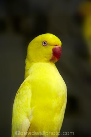 Animal;animals;Avian;Bird;bird-watching;bird_watching;birds;Coral-Coast;eco-tourism;eco_tourism;ecotourism;Fauna;Feather;Fij;Fiji-Islands;Korotogo;Kula-Eco-Park;Kula-Ecopark;Natural;Nature;Ornithology;Pacific;Sigatoka;South-Pacific;tourist-attraction;tourist-attractions;Viti-Levu;Viti-Levu-Island;Wildlife;yellow-parrot;yellow-parrots