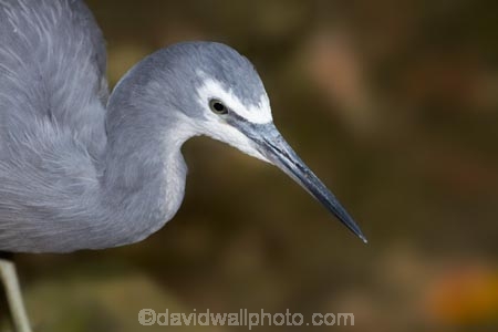 Animal;animals;Ardea-novaehollandiae;Avian;Bird;bird-watching;bird_watching;birds;Coral-Coast;eco-tourism;eco_tourism;ecotourism;Fauna;Feather;Fij;Fiji-Islands;heron;herons;Korotogo;Kula-Eco-Park;Kula-Ecopark;Natural;Nature;Ornithology;Pacific;Sigatoka;South-Pacific;tourist-attraction;tourist-attractions;Viti-Levu;Viti-Levu-Island;white_faced-heron;white_faced-herons;Wildlife