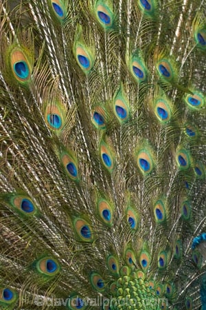 blue;Coral-Coast;feather;feathers;Fij;Fiji-Islands;green;Korotogo;Kula-Eco-Park;Kula-Ecopark;Pacific;peacock;peacock-feather;peacock-feathers;peacocks;Sigatoka;South-Pacific;tourist-attraction;tourist-attractions;turqoise;Viti-Levu;Viti-Levu-Island