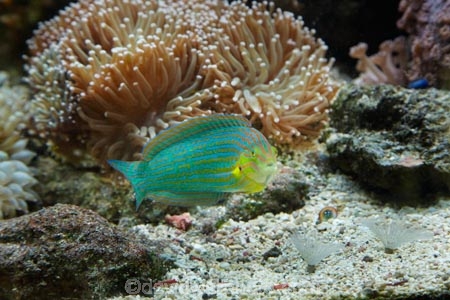 chain_lined-wrasse;Coral-Coast;coral-reef;coral-reefs;Fij;Fiji-Islands;Grayhead-wrasse;Greyhead-wrasse;Halichoeres-leucurus;Halichoeres-richmondi;Korotogo;Kula-Eco-Park;Kula-Ecopark;marine;marine-life;marinelife;oceanlife;Pacific;reef;reefs;sealife;Sigatoka;South-Pacific;tourist-attraction;tourist-attractions;tropical-fish;tropical-fishes;tropical-reef;tropical-reefs;under-water;under_water;undersea;underwater;underwater-photo;underwater-photography;underwater-photos;Viti-Levu;Viti-Levu-Island