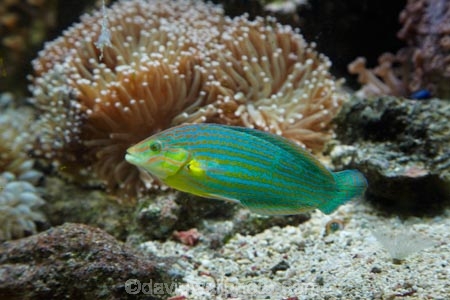 chain_lined-wrasse;Coral-Coast;coral-reef;coral-reefs;Fij;Fiji-Islands;Grayhead-wrasse;Greyhead-wrasse;Halichoeres-leucurus;Halichoeres-richmondi;Korotogo;Kula-Eco-Park;Kula-Ecopark;marine;marine-life;marinelife;oceanlife;Pacific;reef;reefs;sealife;Sigatoka;South-Pacific;tourist-attraction;tourist-attractions;tropical-fish;tropical-fishes;tropical-reef;tropical-reefs;under-water;under_water;undersea;underwater;underwater-photo;underwater-photography;underwater-photos;Viti-Levu;Viti-Levu-Island