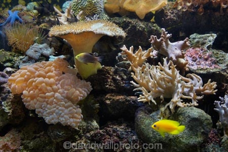 Coral-Coast;coral-reef;coral-reefs;Fij;Fiji-Islands;Korotogo;Kula-Eco-Park;Kula-Ecopark;marine;marine-life;marinelife;oceanlife;Pacific;reef;reefs;sealife;Sigatoka;South-Pacific;tourist-attraction;tourist-attractions;tropical-fish;tropical-fishes;tropical-reef;tropical-reefs;under-water;under_water;undersea;underwater;underwater-photo;underwater-photography;underwater-photos;Viti-Levu;Viti-Levu-Island