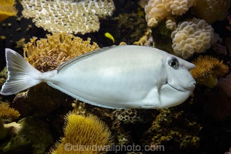 Coral-Coast;coral-reef;coral-reefs;Fij;Fiji-Islands;Korotogo;Kula-Eco-Park;Kula-Ecopark;marine;marine-life;marinelife;Naso-sp;oceanlife;Pacific;reef;reefs;sealife;Sigatoka;South-Pacific;tourist-attraction;tourist-attractions;tropical-fish;tropical-fishes;tropical-reef;tropical-reefs;under-water;under_water;undersea;underwater;underwater-photo;underwater-photography;underwater-photos;unicorn-fish;unicorn-fishes;unicornfish;unicornfishes;Viti-Levu;Viti-Levu-Island