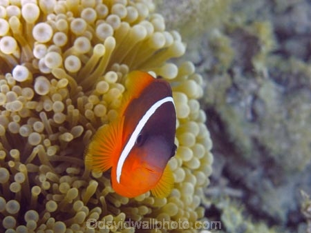 Amphiprion-frenatus;Amphiprion-melanopus;anemone;anemone-fish;Anemonefish;Anemonefishes;black-anemonefish;bridled-clownfish;bubble-anemone;bubble-tip-anemone;bubble_tip-anemone;bulb-anemone;Cinnamon-clownfish;Clownfish;Clownfishes;Coral-Coast;coral-reef;coral-reefs;diving;Entacmaea-quadricolor;Fij;Fiji-Islands;fire-clownfish;fish;Korotogo;marine;marine-environment;marine-life;marinelife;oceanlife;Outrigger-on-the-Lagoon;Pacific;Pacific-Ocean;red-and-black-anemonefish;red-clownfish;reef;reefs;scuba-diving;sealife;Sigatoka;South-Pacific;tomato-anemonefish;tomato-clownfish;tropical-fish;tropical-fishes;tropical-reef;tropical-reefs;under-water;under_water;undersea;underwater;underwater-photo;underwater-photography;underwater-photos;Viti-Levu;Viti-Levu-Island
