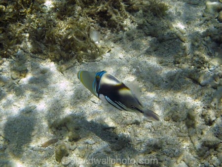 Blackbar-Triggerfish;Coral-Coast;coral-reef;coral-reefs;diving;Fij;Fiji-Islands;fish;Hawaiian-Triggerfish;Huma-Huma-Trigger;Humu-Picasso-Triggerfish;Korotogo;Lagoon-Triggerfish;marine;marine-environment;marine-life;marinelife;oceanlife;Outrigger-on-the-Lagoon;Pacific;Pacific-Ocean;Picasso-Triggerfish;reef;Reef-Triggerfish;reefs;Rhinecanthus-aculeatus;scuba-diving;sealife;Sigatoka;South-Pacific;tropical-fish;tropical-fishes;tropical-reef;tropical-reefs;under-water;under_water;undersea;underwater;underwater-photo;underwater-photography;underwater-photos;Viti-Levu;Viti-Levu-Island;White_banded-Triggerfish;White_barred-Triggerfish