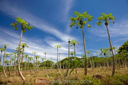 Carica-papaya;Coral-Coast;country;countryside;crop;crops;farm;farming;farmland;farms;field;Fij;Fiji;Fiji-Islands;fruit;fruit-tree;fruit-trees;horticulture;Lower-Sigatoka-River-Valley;Lower-Sigatoka-Valley;orchard;orchards;Pacific;papaw;papaya;papaya-orchard;papaya-plantation;papayas;pawpaw;pawpaw-orchard;pawpaw-plantation;pawpaws;row;rows;rural;Sigatoka;Sigatoka-Valley;South-Pacific;tree;trees;tropical-fruit;Viti-Levu