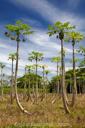 Carica-papaya;Coral-Coast;country;countryside;crop;crops;farm;farming;farmland;farms;field;Fij;Fiji;Fiji-Islands;fruit;fruit-tree;fruit-trees;horticulture;Lower-Sigatoka-River-Valley;Lower-Sigatoka-Valley;orchard;orchards;Pacific;papaw;papaya;papaya-orchard;papaya-plantation;papayas;pawpaw;pawpaw-orchard;pawpaw-plantation;pawpaws;row;rows;rural;Sigatoka;Sigatoka-Valley;South-Pacific;tree;trees;tropical-fruit;Viti-Levu