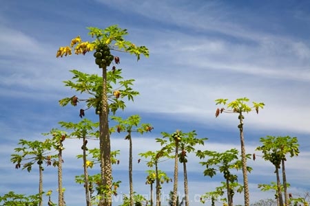Carica-papaya;Coral-Coast;country;countryside;crop;crops;farm;farming;farmland;farms;field;Fij;Fiji;Fiji-Islands;fruit;fruit-tree;fruit-trees;horticulture;Lower-Sigatoka-River-Valley;Lower-Sigatoka-Valley;orchard;orchards;Pacific;papaw;papaya;papaya-orchard;papaya-plantation;papayas;pawpaw;pawpaw-orchard;pawpaw-plantation;pawpaws;row;rows;rural;Sigatoka;Sigatoka-Valley;South-Pacific;tree;trees;tropical-fruit;Viti-Levu