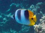 butterflyfish;Chaetodon-ulietensis;Chaetodontidae;coast;coastal;coasts;coral-reef;coral-reefs;corals;diving;Double-Saddle-Butterfly-fish;Double-Saddle-Butterflyfish;Doublesaddle-Butterfly-fish;Doublesaddle-Butterflyfish;False-Falcula-Butterfly-fish;False-Falcula-Butterflyfish;False-Furcula-Butterflyfish;Fij;Fiji;Fiji-Islands;fish;fishes;island;islands;Malolo-Lailai-Is;Malolo-Lailai-Island;Malololailai-Is;Malololailai-Island;Mamanuca-Group;Mamanuca-Is;Mamanuca-Island-Group;Mamanuca-Islands;Mamanucas;marine;marine-life;marinelife;ocean;oceanlife;Pacific;Pacific-Double_saddle-Butterflyfish;Pacific-Island;Pacific-Islands;Plantation-Is;Plantation-Is-Resort;Plantation-Island;Plantation-Island-Resort;reef;reefs;Saddled-Butterfly-fish;Saddled-Butterflyfish;sea;sealife;snorkelling;South-Pacific;tropical-fish;tropical-island;tropical-islands;tropical-reef;tropical-reefs;under-water;under_water;undersea;underwater;underwater-photo;underwater-photography;underwater-photos;water