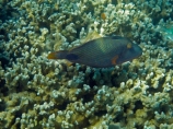 Balistapus-undulatus;coast;coastal;coasts;coral;coral-reef;coral-reefs;corals;diving;Fij;Fiji;Fiji-Islands;fish;fishes;island;islands;Malolo-Lailai-Is;Malolo-Lailai-Island;Malololailai-Is;Malololailai-Island;Mamanuca-Group;Mamanuca-Is;Mamanuca-Island-Group;Mamanuca-Islands;Mamanucas;marine;marine-environment;marine-life;marinelife;ocean;oceanlife;Orange_lined-triggerfish;Orangestriped-triggerfish;Pacific;Pacific-Island;Pacific-Islands;Plantation-Is;Plantation-Is-Resort;Plantation-Island;Plantation-Island-Resort;Red_lined-triggerfish;reef;reefs;sea;sealife;snorkelling;South-Pacific;tropical-fish;tropical-island;tropical-islands;tropical-reef;tropical-reefs;under-water;under_water;undersea;underwater;underwater-photo;underwater-photography;underwater-photos;water